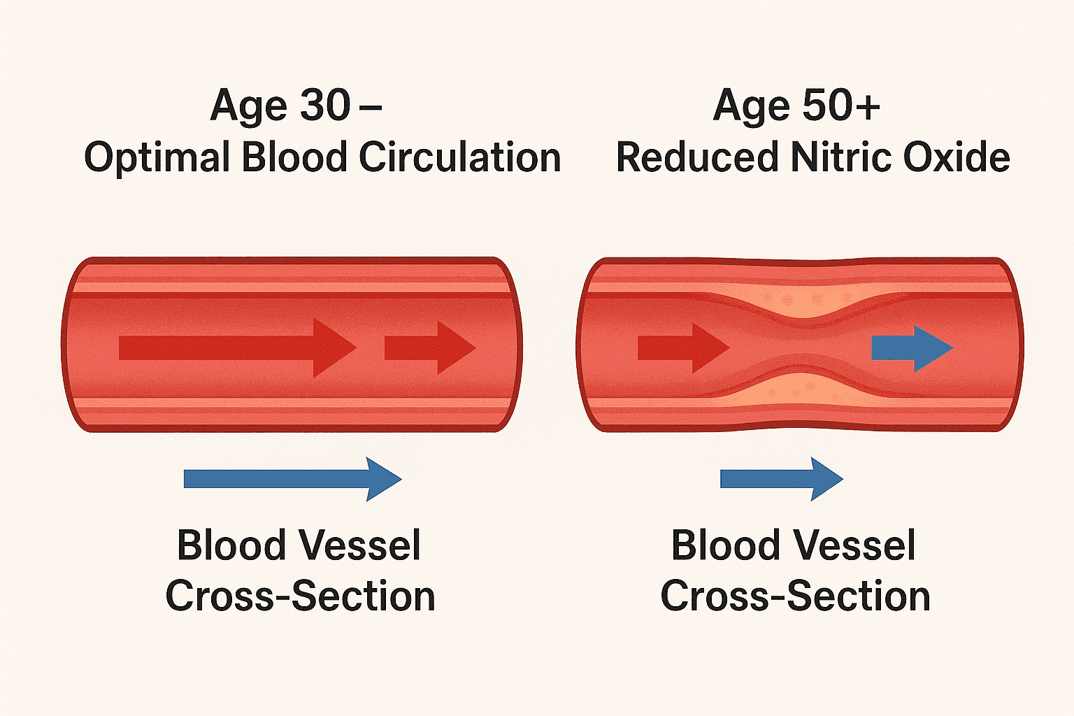 Blood vessel before vs after nitric oxide restoration